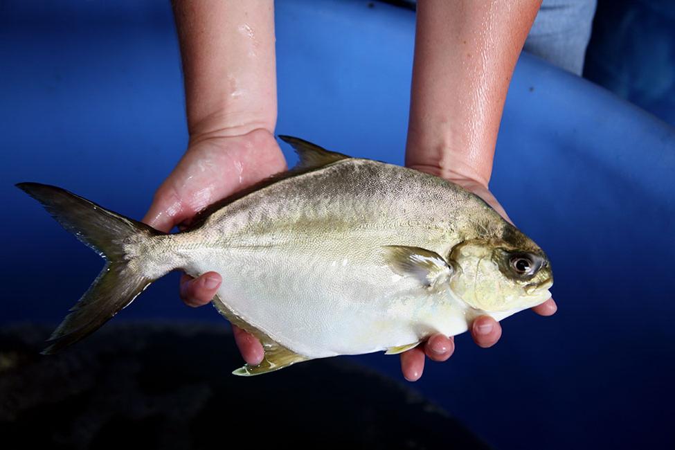 hands holding a pompano fish